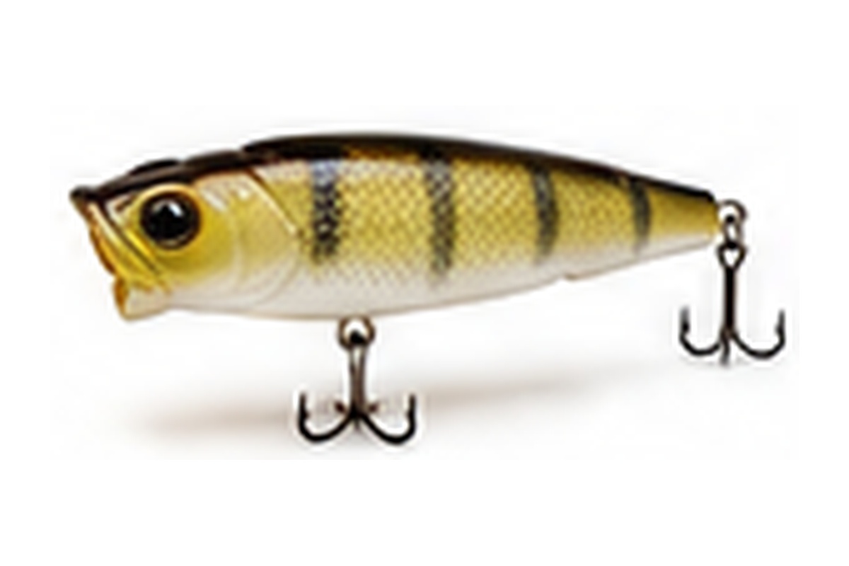 Gold Perch Vibe 95